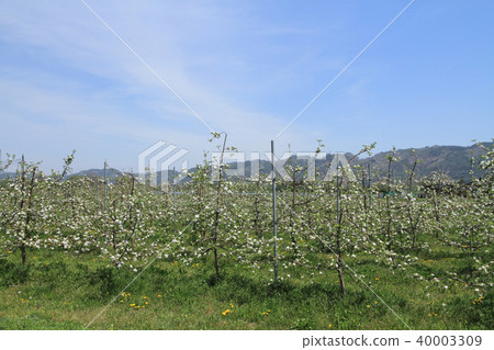 Azumino spring apple blossom bloom time 40003309