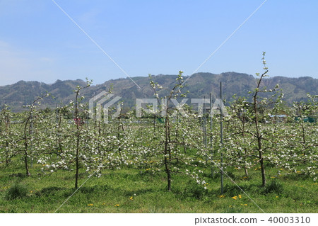 Azumino spring apple blossom bloom time 40003310