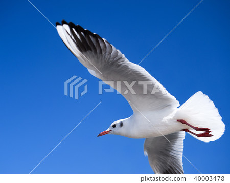 Blue sky and seagulls Blue sky and seagulls 40003478