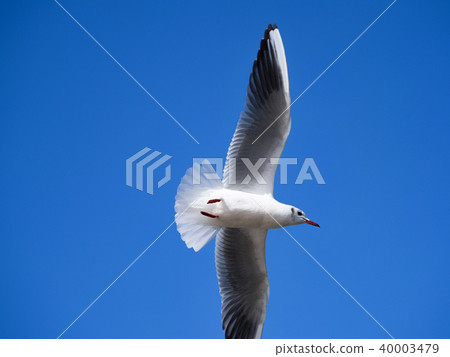 Blue sky and seagulls 40003479