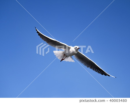 Blue sky and seagulls Blue sky and seagulls 40003480