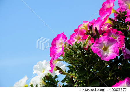 矮人牛肉,淺草淺草,岸花,赤木扶餘,矮豆,榕樹花,獼猴桃扶餘,星瀨戶淺草,靖國牡丹 矮人牛肉,淺草淺草,岸花,赤木扶餘,矮豆,榕樹花,獼猴桃扶餘,星瀨戶淺草,靖國牡丹 40003772