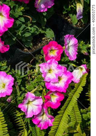 矮人牛肉，淺草淺草，岸花，赤木扶餘，矮豆，榕樹花，獼猴桃扶餘，星瀨戶淺草，靖國牡丹 40003775