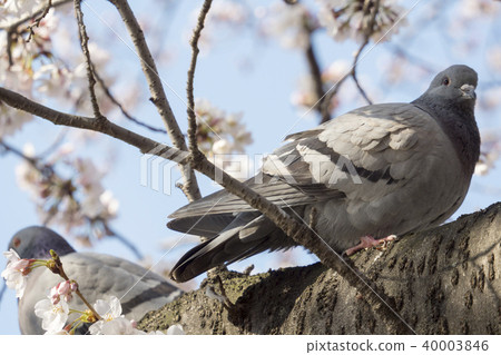 A dove to rest 40003846