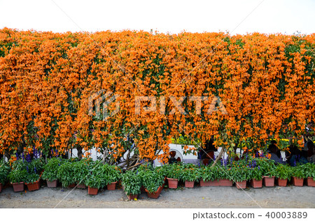玫瑰花 齋藤 雲南新培 洋蔥 玫瑰竹花 玫瑰金玫瑰 玫瑰紅玫瑰花 玫瑰紅玫瑰 照片素材 圖片 圖庫