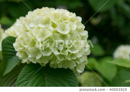 奧德馬里39 40003928