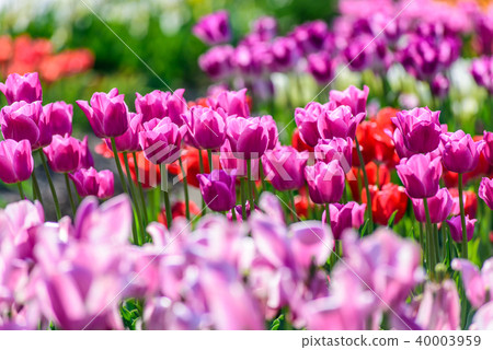 Tulip field Tulip field 40003959