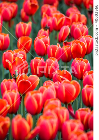 Tulip field Tulip field 40003966