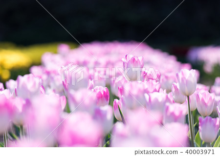 Tulip field Tulip field 40003971