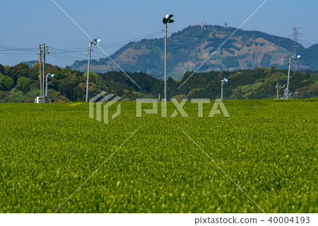 Mt. Kasumigatake and tea plantations "cha" mountain Mt. Kasumigatake and tea plantations "cha" mountain 40004193