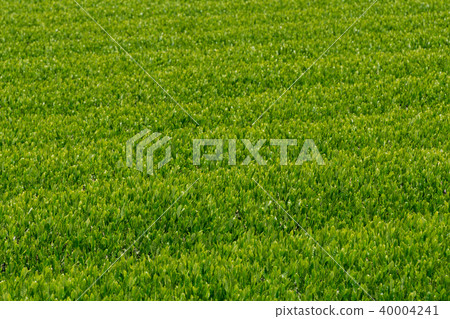 茶田新收穫前的新芽在日本廣泛種植茶園 茶田新收穫前的新芽在日本廣泛種植茶園 40004241