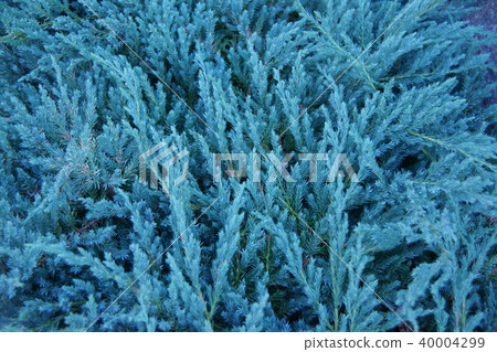 Shinomatsu Heine's shrub shrub Conifer Shinomatsu Heine's shrub shrub Conifer 40004299