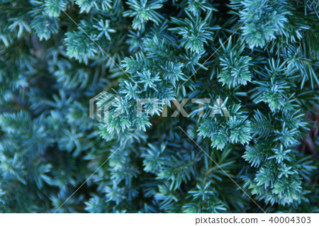 Shigeru Matsu Hynesz Conifer of a shrub extending and crawling 40004303