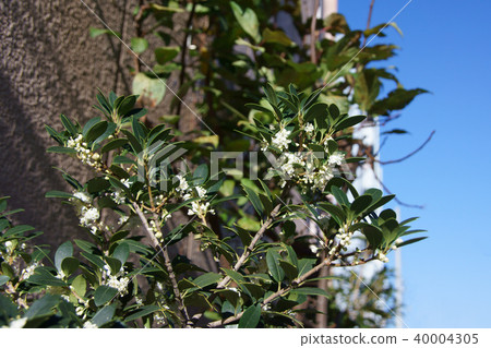 冬青樹冬青花的語言是“遠見” 40004305