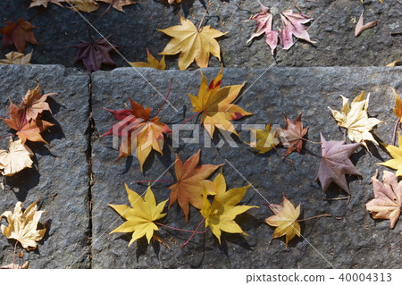Great autumn leaves of stone steps 40004313