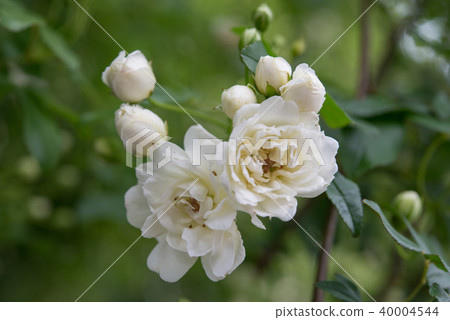 Mok Rose 30 Mok Rose 30 40004544