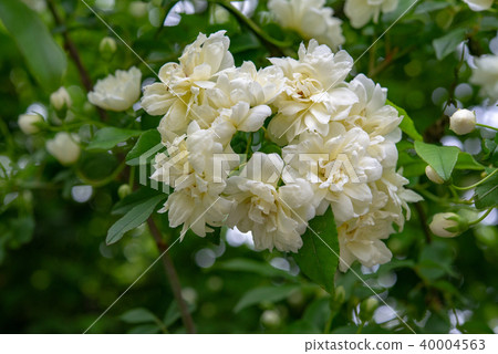 Mok rose 49 40004563