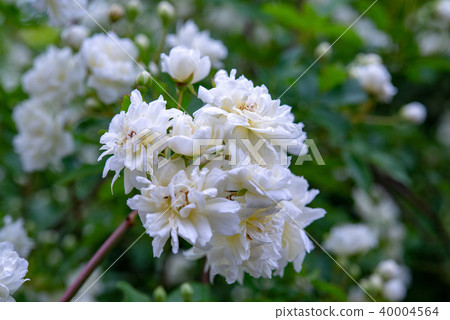 Mok rose 50 40004564