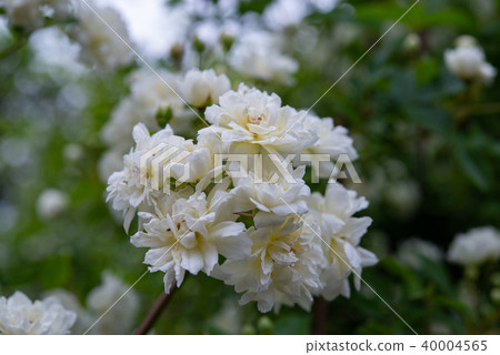 Mok rose 51 40004565