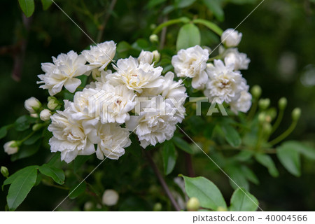 Mokko Rose 52 40004566