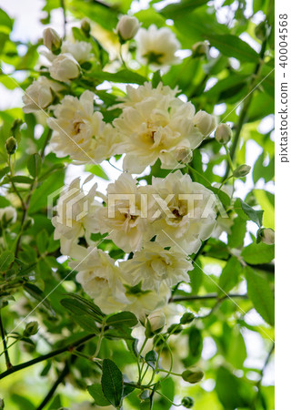 Mokko Rose 54 40004568