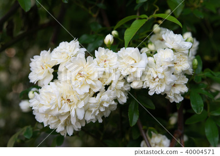 Mokko Rose 57 40004571