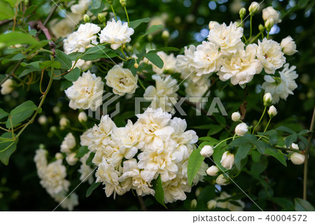 Mok rose 58 40004572