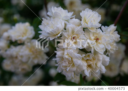 Mok rose 59 Mok rose 59 40004573