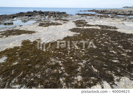 Hijiki收穫 Hijiki收穫 40004625