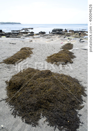 Hijiki收穫 40004626