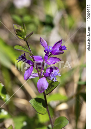 Himehagi Himehagi 40004631