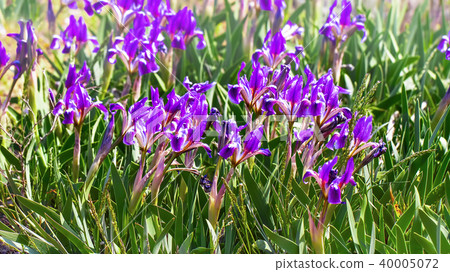 Dwarf Iris Iris pumila in coastal hills Dwarf Iris Iris pumila in coastal hills 40005072