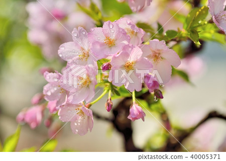 櫻花 櫻花 40005371