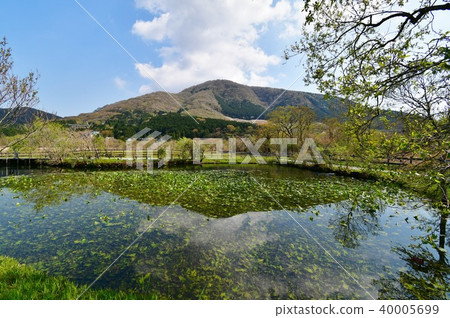 Spring Hakone Wetland Garden 40005699