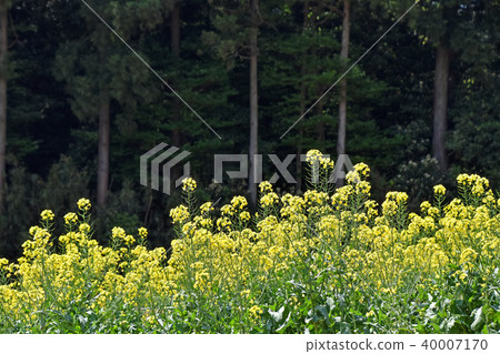 Rape blossoms Rape blossoms 40007170