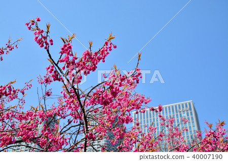 Hamarikyu恩施公園的Kanhizakura 40007190