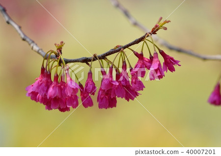 Kanhizakura of Hamarikyu Enshi Park 40007201