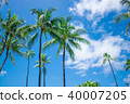 Tropical Palm Tree 40007205