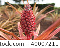 Red pineapple 40007211