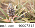 small pineapple 40007212