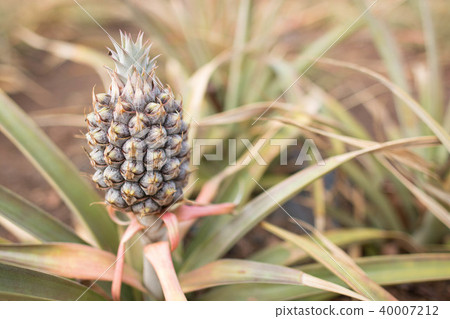 small pineapple small pineapple 40007212