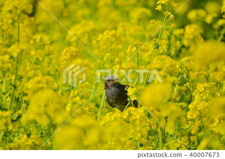 強姦花和棕色眼豆 40007673