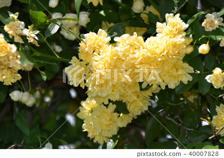 Yellow flowers 40007828