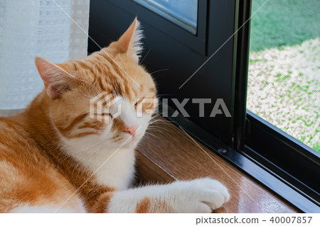 Adorable tea white cat Adorable tea white cat 40007857