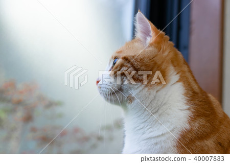 Adorable tea white cat Adorable tea white cat 40007883