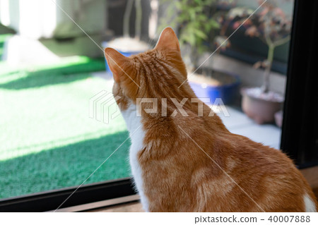 Adorable tea white cat Adorable tea white cat 40007888