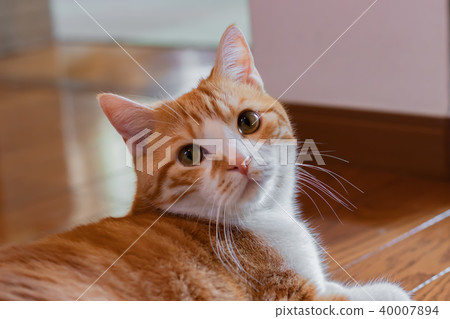 Adorable tea white cat Adorable tea white cat 40007894