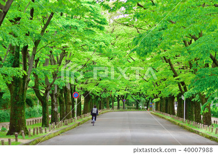 新鮮的綠色街道樹 40007988