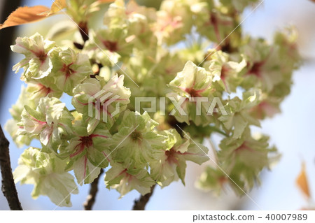 櫻花 櫻花 40007989
