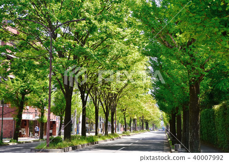 新鮮的綠色街道樹 新鮮的綠色街道樹 40007992